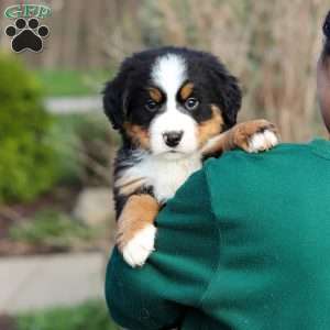 Prince, Bernese Mountain Dog Puppy